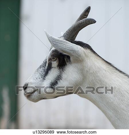Stock Photo - Close-up of a goat, Charlottetown, Prince Edward Island, Canada. Fotosearch