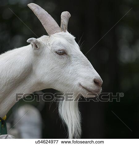 Stock Photo - Close-up of a goat, Charlottetown, Prince Edward Island, Canada. Fotosearch