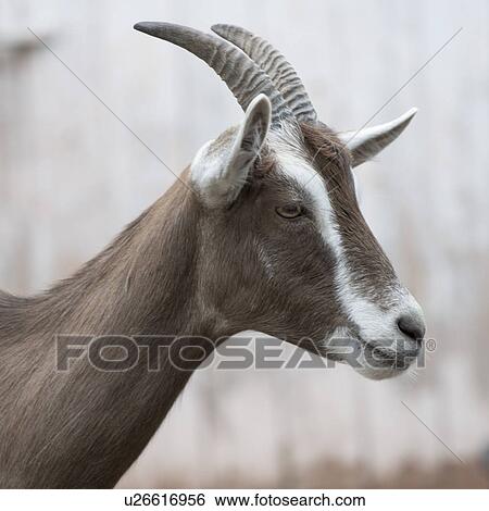 Stock Photograph - Close-up of a goat, Charlottetown, Prince Edward Island, Canada. Fotosearch