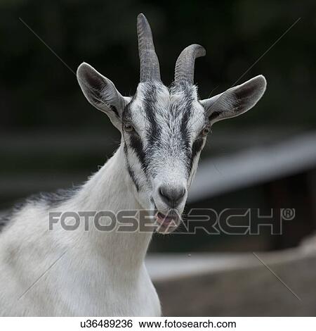 Close-up of a goat, Charlottetown, Prince Edward Island, Canada View Large Photo Image Stock Photograph - Close-up of a goat, Charlottetown, Prince Edward Island, Canada. Fotosearch