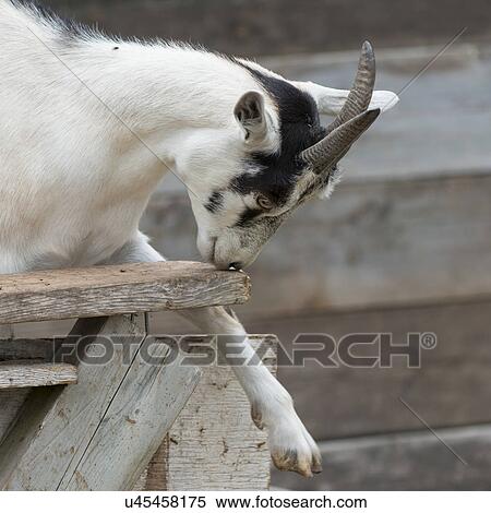 Stock Photography - Close-up of a goat, Charlottetown, Prince Edward Island, Canada. Fotosearch