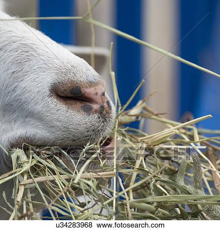Stock Photo - Close-up of a goat eating grass, Brackley, Prince Edward Island, Canada. Fotosearch