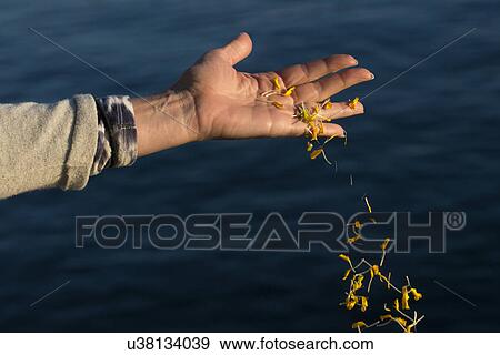 Close-up of a person's hand with falling flower petals in a lake, Lake of The Woods, Ontario, Canada View Large Photo Image Stock Photo - Close-up of a person's hand with falling flower petals in a lake, Lake of The Woods, Ontario, Canada. Fotosearch