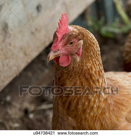 Stock Image - Close-up of a rooster, Prince Edward Island, Canada. Fotosearch