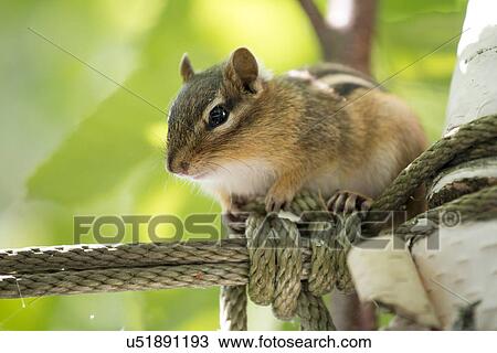 Stock Image - Close-up of a Squirrel (Sciurus carolinensis), Lake of The Woods, Ontario, Canada. Fotosearch