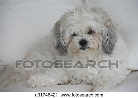 Close-up of a white puppy, Lake of The Woods, Ontario, Canada View Large Photo Image Stock Image - Close-up of a white puppy, Lake of The Woods, Ontario, Canada. Fotosearch