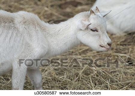 Stock Photo - Close-up of a young goat, Charlottetown, Prince Edward Island, Canada. Fotosearch
