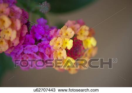 Close-up of flowers, Lake of The Woods, Ontario, Canada View Large Photo Image Stock Image - Close-up of flowers, Lake of The Woods, Ontario, Canada. Fotosearch