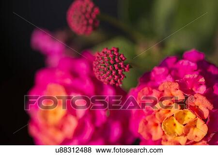 Stock Photo - Close-up of flowers, Lake of The Woods, Ontario, Canada. Fotosearch