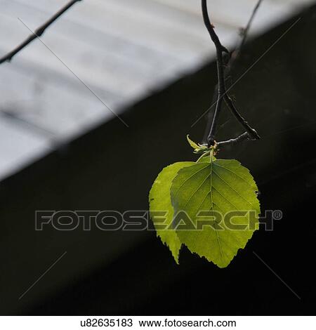 Stock Image - Close-up of green leaves, Lake of The Woods, Ontario, Canada. Fotosearch