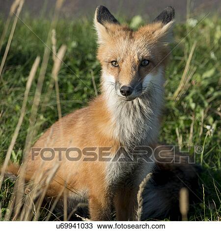Close-up of Red Fox (Vulpes vulpes), Green Gables, Prince Edward Island, Canada View Large Photo Image Stock Image - Close-up of Red Fox (Vulpes vulpes), Green Gables, Prince Edward Island, Canada. Fotosearch