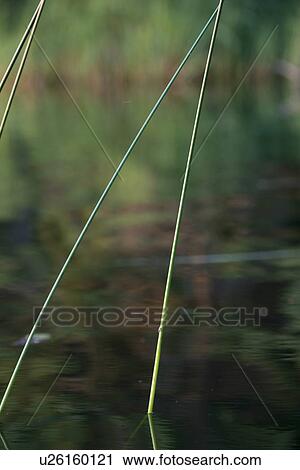 Close-up of reed at lake, Lake of The Woods, Ontario, Canada View Large Photo Image Stock Image - Close-up of reed at lake, Lake of The Woods, Ontario, Canada. Fotosearch
