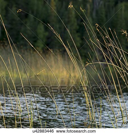 Close-up of reeds at lake, Lake of The Woods, Ontario, Canada View Large Photo Image Stock Photograph - Close-up of reeds at lake, Lake of The Woods, Ontario, Canada. Fotosearch