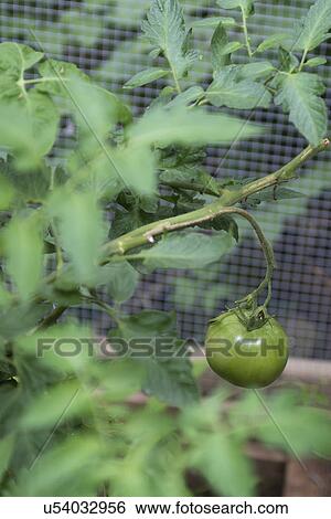 Close-up of tomato plant, Lake of The Woods, Ontario, Canada View Large Photo Image Stock Photograph - Close-up of tomato plant, Lake of The Woods, Ontario, Canada. Fotosearch