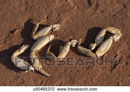 Stock Image - Crab legs on beach, Cavendish Beach, Green Gables, Prince Edward Island, Canada. Fotosearch