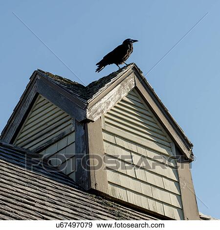 Stock Photo - Crow perching on rooftop, Avonlea, Green Gables, Prince Edward Island, Canada. Fotosearch