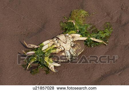 Stock Photo - Dead crab on the beach, Victoria, Prince Edward Island, Canada. Fotosearch