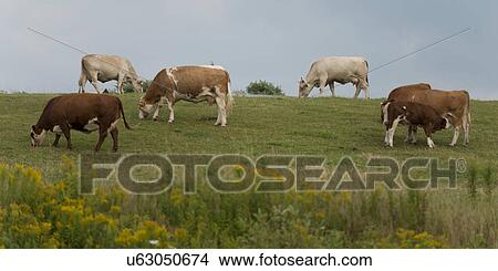 Picture - Domestic cattle grazing in a field, North Wiltshire, Prince Edward Island, Canada. Fotosearch