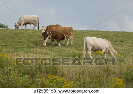 Stock Photo - Domestic cattle grazing in a field, North Wiltshire, Prince Edward Island, Canada. Fotosearch