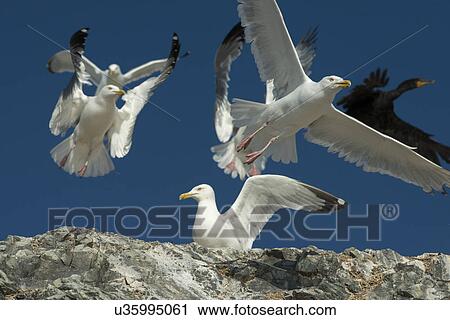Stock Image - Double-Crested Cormorant (Phalacrocorax auritus) and Seagulls on the coast, Kenora, Lake of The Woods, Ontario, Canada. Fotosearch