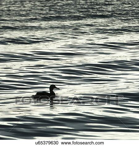 Stock Image - Duck floating on a lake at dawn, Lake of The Woods, Ontario, Canada. Fotosearch