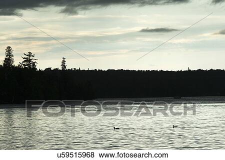 Stock Photo - Ducks swimming in a lake, Lake of The Woods, Ontario, Canada. Fotosearch