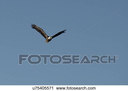 Stock Image - Eagle flying in the sky, Lake of The Woods, Ontario, Canada. Fotosearch