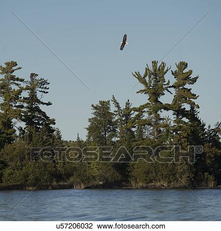 Eagle flying over trees at the lakeside, Lake of The Woods, Ontario, Canada View Large Photo Image Stock Image - Eagle flying over trees at the lakeside, Lake of The Woods, Ontario, Canada. Fotosearch