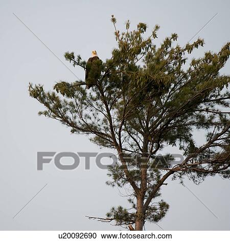 Stock Image - Eagle perching on a tree, Lake of The Woods, Ontario, Canada. Fotosearch