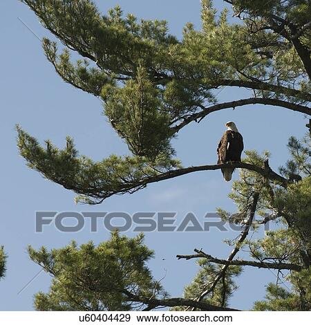 Stock Photo - Eagle perching on a tree, Lake of The Woods, Ontario, Canada. Fotosearch