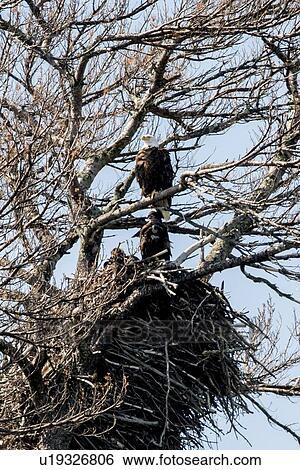 Eagles perching on a tree, Keewatin, Lake of The Woods, Ontario, Canada View Large Photo Image Stock Photograph - Eagles perching on a tree, Keewatin, Lake of The Woods, Ontario, Canada. Fotosearch