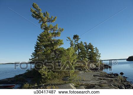 Stock Photo - Evergreen Trees on the coast in a lake, Kenora, Lake of The Woods, Ontario, Canada. Fotosearch