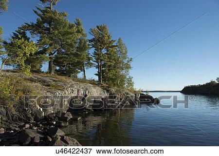 Stock Photo - Evergreen Trees on the coast in a lake, Kenora, Lake of The Woods, Ontario, Canada. Fotosearch