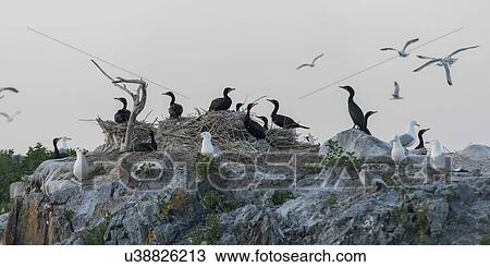 Stock Image - Flock of birds at coast, Lake of The Woods, Ontario, Canada. Fotosearch