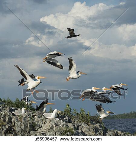Stock Photo - Flock of birds at coast, Lake of The Woods, Ontario, Canada. Fotosearch