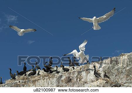 Stock Photo - Flock of birds at coast, Lake of The Woods, Ontario, Canada. Fotosearch