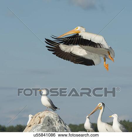 Flock of birds at coast, Lake of The Woods, Ontario, Canada View Large Photo Image Stock Photograph - Flock of birds at coast, Lake of The Woods, Ontario, Canada. Fotosearch