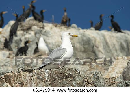 Picture - Flock of birds on the coast, Kenora, Lake of The Woods, Ontario, Canada. Fotosearch