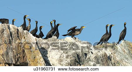 Stock Image - Flock of Double-Crested Cormorant (Phalacrocorax auritus) on the coast, Lake of The Woods, Ontario, Canada. Fotosearch
