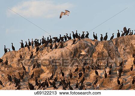 Stock Image - Flock of Double-Crested Cormorant (Phalacrocorax auritus) on the coast, Kenora, Lake of The Woods, Ontario, Canada. Fotosearch