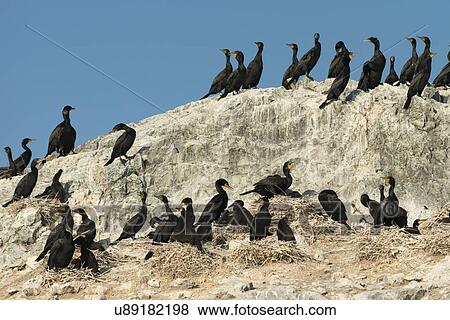 Stock Photo - Flock of Double-Crested Cormorant (Phalacrocorax auritus) on the coast, Lake of The Woods, Ontario, Canada. Fotosearch