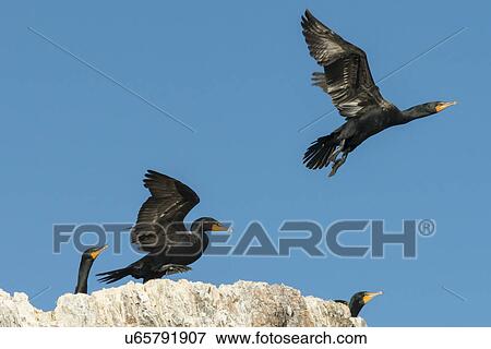 Flock of Double-Crested Cormorants at coast, Lake of The Woods, Ontario, Canada View Large Photo Image Stock Photo - Flock of Double-Crested Cormorants at coast, Lake of The Woods, Ontario, Canada. Fotosearch
