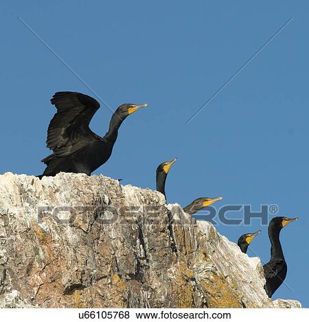 Flock of Double-Crested Cormorants at coast, Lake of The Woods, Ontario, Canada View Large Photo Image Stock Photo - Flock of Double-Crested Cormorants at coast, Lake of The Woods, Ontario, Canada. Fotosearch