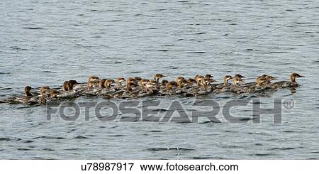 Flock of ducks in a lake, Lake of The Woods, Ontario, Canada View Large Photo Image Stock Photo - Flock of ducks in a lake, Lake of The Woods, Ontario, Canada. Fotosearch