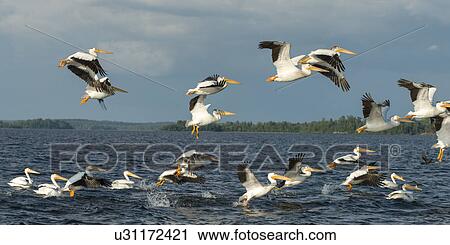 Flock of Pelicans flying over a lake, Lake of The Woods, Ontario, Canada View Large Photo Image Stock Image - Flock of Pelicans flying over a lake, Lake of The Woods, Ontario, Canada. Fotosearch