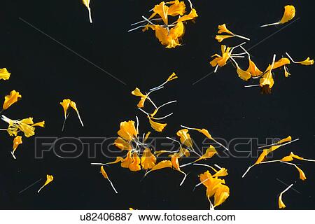 Flowers floating on the water, Lake of The Woods, Ontario, Canada View Large Photo Image Stock Photo - Flowers floating on the water, Lake of The Woods, Ontario, Canada. Fotosearch
