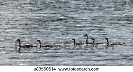 Geese in a lake, Lake of The Woods, Ontario, Canada View Large Photo Image Picture - Geese in a lake, Lake of The Woods, Ontario, Canada. Fotosearch