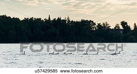 Geese swimming in a lake, Kenora, Lake of The Woods, Ontario, Canada View Large Photo Image Stock Photography - Geese swimming in a lake, Kenora, Lake of The Woods, Ontario, Canada. Fotosearch