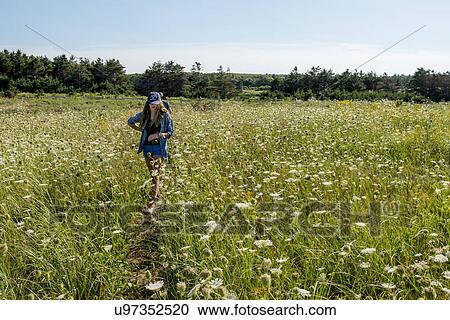 Girl in flowering field at Cavendish Dunelands Trail, Green Gables, Prince Edward Island, Canada View Large Photo Image Stock Image - Girl in flowering field at Cavendish Dunelands Trail, Green Gables, Prince Edward Island, Canada. Fotosearch