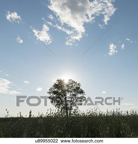 Glow of Sunlight through a Tree, Lake of The Woods, Ontario, Canada View Large Photo Image Stock Image - Glow of Sunlight through a Tree, Lake of The Woods, Ontario, Canada. Fotosearch